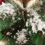 neve-instantanea