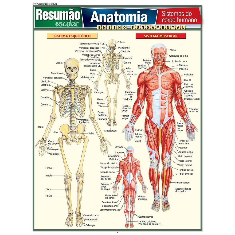 Mandíbula - Atlas de Anatomia do Corpo Humano - Centralx