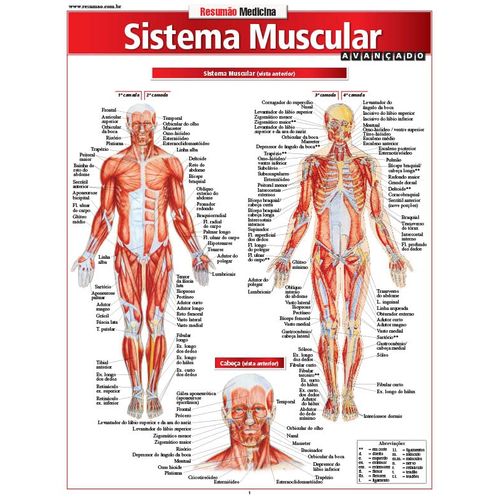 resumao-sistema-muscular