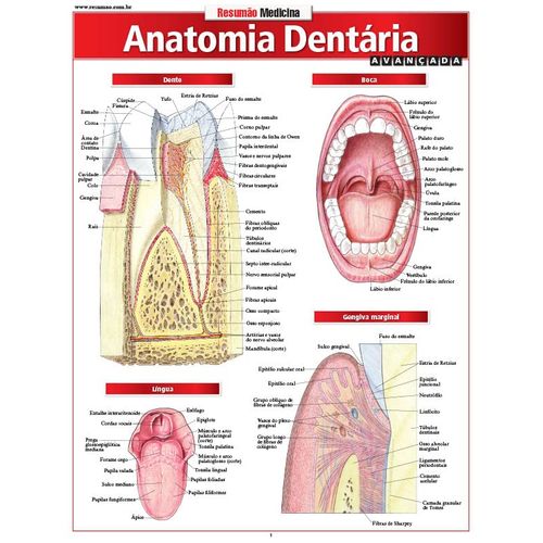 resumao-medicina---anatomia-dentaria-avancada