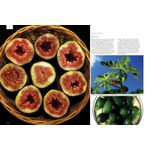 frutas cores e sabores do brasil 1