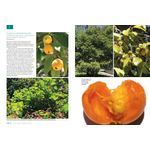 frutas cores e sabores do brasil 1